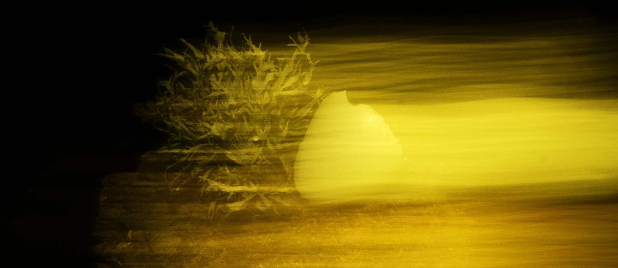 I Found it in the Forest I Found it in the Forest